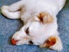 Meet Arrow! He has been chosen as Bridgewater Patch's Pet Of The Week. 