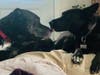 Meet Shadow Rico! He has been chosen as Hillsborough Patch's Pet Of The Week. 