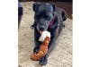 Meet Shadow Rico! He has been chosen as Hillsborough Patch's Pet Of The Week. 