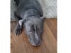 Meet Zeus! He has been chosen as Scotch Plains-Fanwood Patch's Pet Of The Week. 