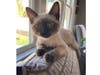 Meet Simon! He has been chosen as Scotch Plains-Fanwood Patch's Pet Of The Week. 