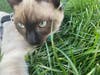 Meet Simon! He has been chosen as Scotch Plains-Fanwood Patch's Pet Of The Week. 