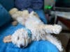 Meet Bucky! He has been chosen as Warren Patch's Pet Of The Week. 