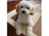 Meet Bucky! He has been chosen as Warren Patch's Pet Of The Week. 