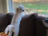 Meet Bucky! He has been chosen as Warren Patch's Pet Of The Week. 