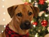 Meet Cooper! He has been chosen as Hillsborough Patch's Pet Of The Week. 