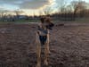 Meet Cooper! He has been chosen as Hillsborough Patch's Pet Of The Week. 