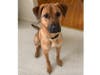 Meet Cooper! He has been chosen as Hillsborough Patch's Pet Of The Week. 