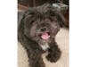 Meet Stimpy! He has been chosen as Scotch Plains-Fanwood Patch's Pet Of The Week. 