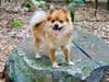 Meet Rocky! He has been chosen as Warren Patch's Pet Of The Week. 