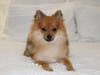 Meet Rocky! He has been chosen as Warren Patch's Pet Of The Week. 