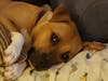 Meet Autumn! She has been chosen as Bridgewater Patch's Pet Of The Week. 