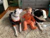 Meet Tank and Dixie! They have been chosen as Hillsborough Patch's Pets Of The Week. 