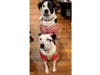 Meet Tank and Dixie! They have been chosen as Hillsborough Patch's Pets Of The Week. 