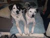 Meet Tank and Dixie! They have been chosen as Hillsborough Patch's Pets Of The Week. 
