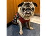 Meet Bogey! He has been chosen as Warren Patch's Pet Of The Week. 