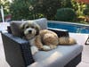 Meet Tucker! He has been chosen as Bridgewater Patch's Pet Of The Week. 