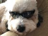 Meet Tucker! He has been chosen as Bridgewater Patch's Pet Of The Week. 
