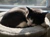 Meet Sammy! He has been chosen as Hillsborough Patch's Pet Of The Week.