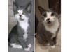Meet Sammy! He has been chosen as Hillsborough Patch's Pet Of The Week.