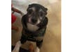 Meet Elvis! He has been chosen as Warren Patch's Pet Of The Week. 