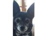 Meet Elvis! He has been chosen as Warren Patch's Pet Of The Week. 