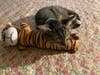 Meet Milo! He has been chosen as Scotch Plains-Fanwood Patch's Pet Of The Week.