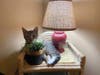 Meet Milo! He has been chosen as Scotch Plains-Fanwood Patch's Pet Of The Week.
