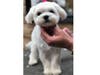 Cherrybrook Grooming, which opened in Martinsville, is offering a place for dogs to get pampered.
