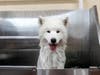 Cherrybrook Grooming, which opened in Martinsville, is offering a place for dogs to get pampered.