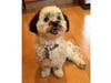 Meet Lola! She has been chosen as Hillsborough Patch's Pet Of The Week.