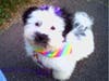 Meet Lola! She has been chosen as Hillsborough Patch's Pet Of The Week.