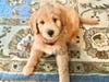 Meet Stewie! He has been chosen as Warren Patch's Pet Of The Week.