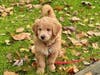 Meet Stewie! He has been chosen as Warren Patch's Pet Of The Week.