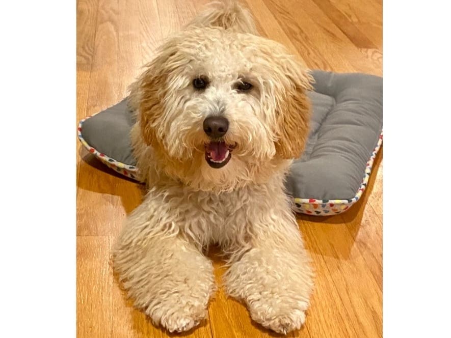 Meet Eevee! She has been chosen as Scotch Plains-Fanwood Patch's Pet Of The Week.