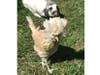 Meet Caramel and Jennifer! They have been chosen as Hillsborough Patch's Pets Of The Week.