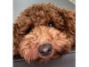 Meet Lucy! She has been chosen as Scotch Plains-Fanwood Patch's Pet Of The Week.