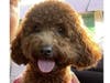 Meet Lucy! She has been chosen as Scotch Plains-Fanwood Patch's Pet Of The Week.