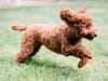 Meet Lucy! She has been chosen as Scotch Plains-Fanwood Patch's Pet Of The Week.