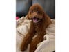 Meet Lucy! She has been chosen as Scotch Plains-Fanwood Patch's Pet Of The Week.