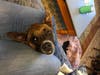 Meet Luna! She has been chosen as Hillsborough Patch's Pet Of The Week.