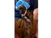 Meet Maggie! She has been chosen as Warren Patch's Pet Of The Week.