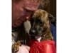 Meet Maggie! She has been chosen as Warren Patch's Pet Of The Week.