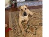Meet Toby! He has been chosen as Hillsborough Patch's Pet Of The Week.