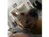 Meet Toby! He has been chosen as Hillsborough Patch's Pet Of The Week.