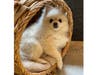 Meet Bam Bam! He has been chosen as Warren Patch's Pet Of The Week.