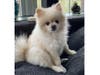 Meet Bam Bam! He has been chosen as Warren Patch's Pet Of The Week.