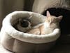 Meet Peaches and Mango! They have been chosen as Hillsborough Patch's Pets Of The Week.