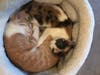 Meet Peaches and Mango! They have been chosen as Hillsborough Patch's Pets Of The Week.