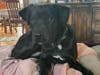 Meet Bernie! He has been chosen as Warren Patch's Pet Of The Week.
